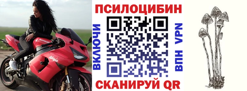 где купить   Кодинск  Псилоцибиновые грибы мицелий 